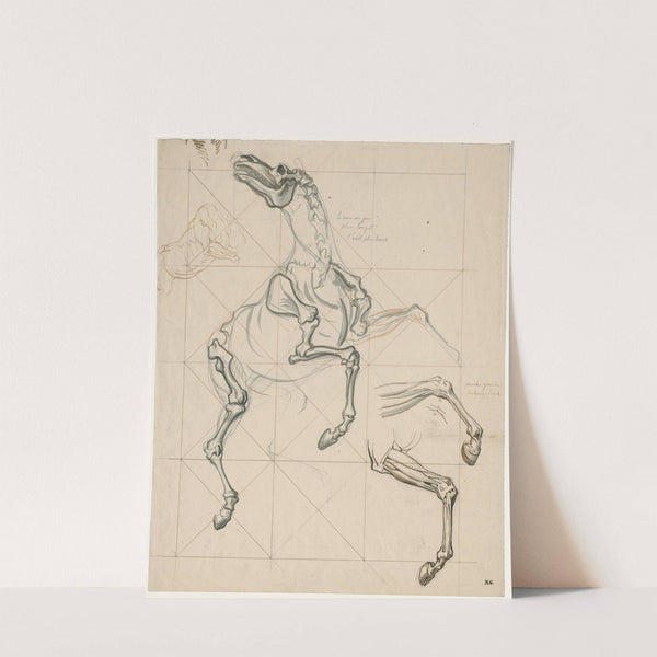 Anatomische studies v.e. steigerend paard: met tekst by David Humbert de Superville