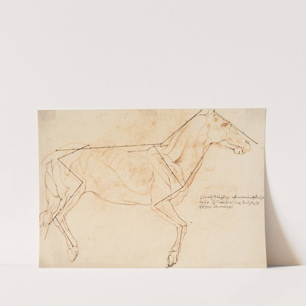 Anatomisk og proportionsstudie. En hest (1628 – 1630) by Willem Panneels