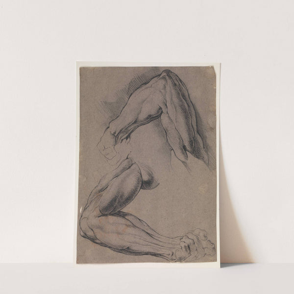 Anatomisk studie écorché To studier af en mands flåede, venstre arm by Willem Panneels