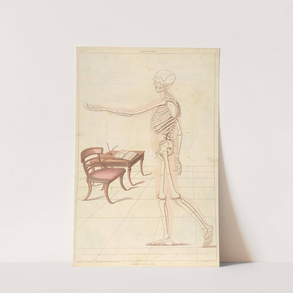 Anatomy by Thomas Sheraton