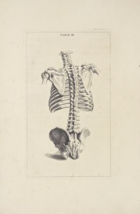 Anatomy improv’d and illustrated with regard to the uses thereof in designing Pl.03