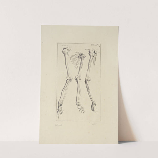 Anatomy improv'd and illustrated with regard to the uses thereof in designing Pl.05 by Michael van der Gucht