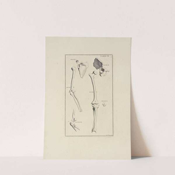 Anatomy improv'd and illustrated with regard to the uses thereof in designing Pl.06 by Michael van der Gucht