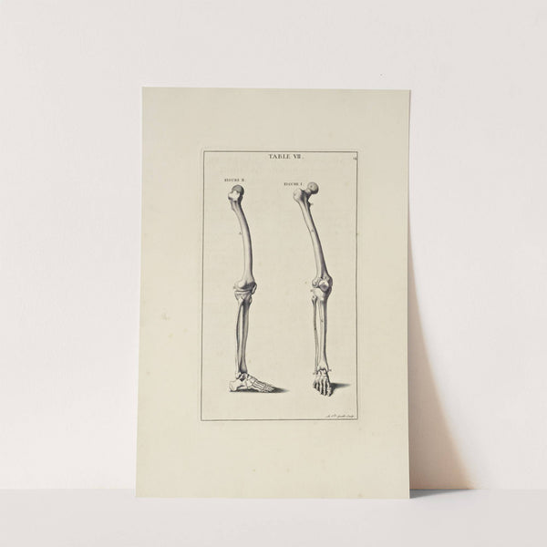 Anatomy improv'd and illustrated with regard to the uses thereof in designing Pl.07 by Michael van der Gucht