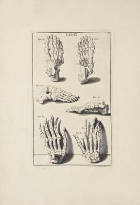 Anatomy improv’d and illustrated with regard to the uses thereof in designing Pl.09