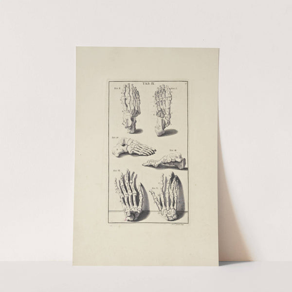 Anatomy improv'd and illustrated with regard to the uses thereof in designing Pl.09 by Michael van der Gucht