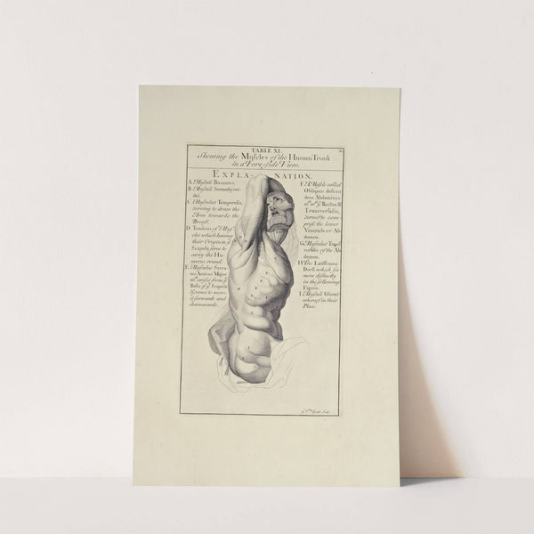 Anatomy improv’d and illustrated with regard to the uses thereof in designing Pl.11 (1723) by Michael van der Gucht