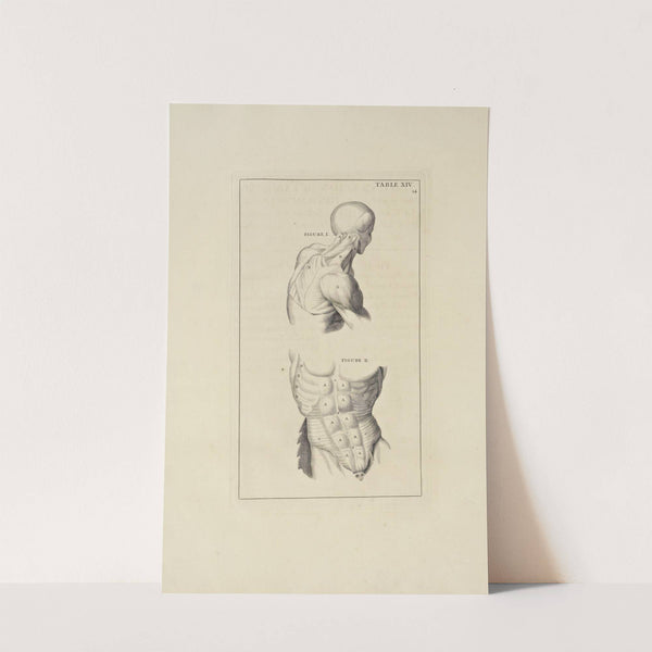 Anatomy improv’d and illustrated with regard to the uses thereof in designing Pl.14 (1723) by Michael van der Gucht