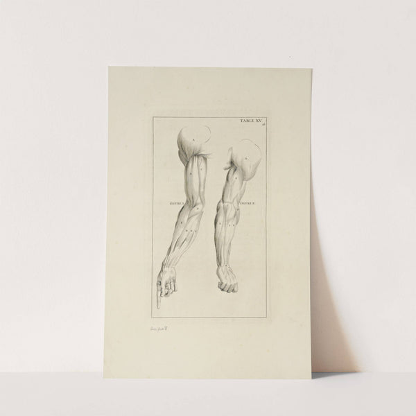 Anatomy improv’d and illustrated with regard to the uses thereof in designing Pl.15 (1723) by Michael van der Gucht