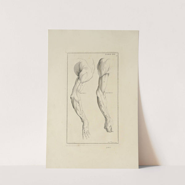 Anatomy improv’d and illustrated with regard to the uses thereof in designing Pl.16 (1723) by Michael van der Gucht