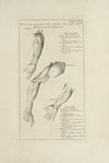 Anatomy improv’d and illustrated with regard to the uses thereof in designing Pl.17