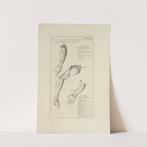 Anatomy improv’d and illustrated with regard to the uses thereof in designing Pl.17 (1723) by Michael van der Gucht