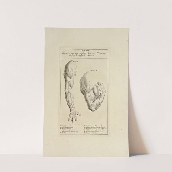 Anatomy improv’d and illustrated with regard to the uses thereof in designing Pl.18 (1723) by Michael van der Gucht