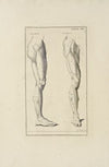 Anatomy improv’d and illustrated with regard to the uses thereof in designing Pl.19