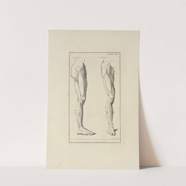 Anatomy improv’d and illustrated with regard to the uses thereof in designing Pl.19 (1723) by Michael van der Gucht