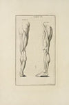 Anatomy improv’d and illustrated with regard to the uses thereof in designing Pl.20