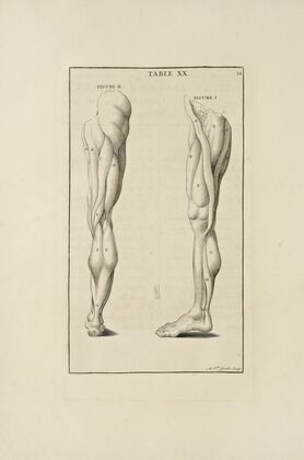 Anatomy improv’d and illustrated with regard to the uses thereof in designing Pl.20