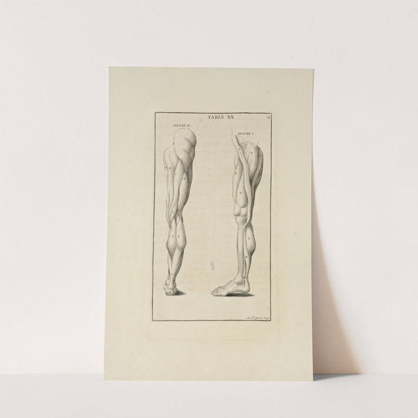 Anatomy improv’d and illustrated with regard to the uses thereof in designing Pl.20 (1723) by Michael van der Gucht