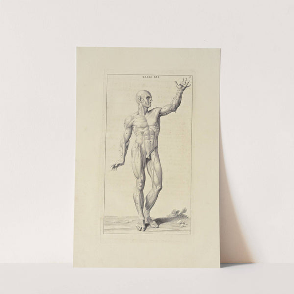 Anatomy improv’d and illustrated with regard to the uses thereof in designing Pl.21 (1723) by Michael van der Gucht