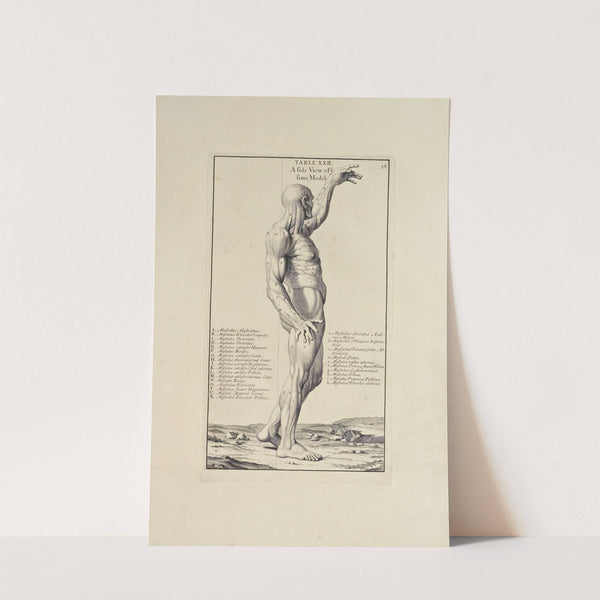 Anatomy improv’d and illustrated with regard to the uses thereof in designing Pl.22 (1723) by Michael van der Gucht