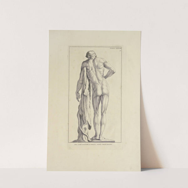 Anatomy improv'd and illustrated with regard to the uses thereof in designing Pl.38 by Michael van der Gucht