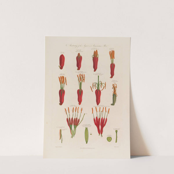 Anatomy of the Agave, or the American Aloe (1799–1810) by Robert John Thornton