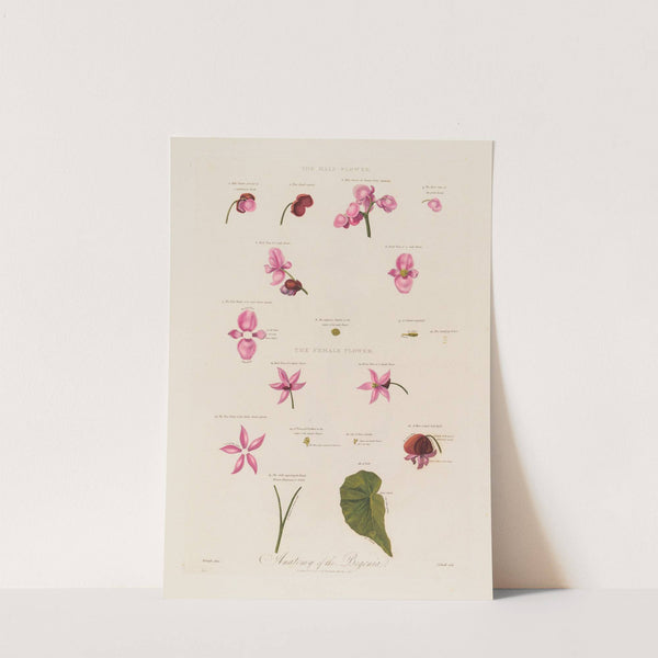 Anatomy of the Begonia (1799–1810) by Robert John Thornton