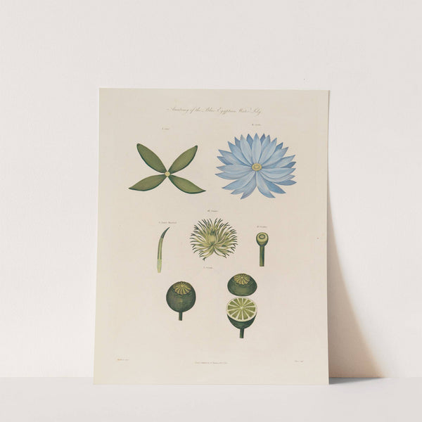 Anatomy of the blue Egyptian Water-Lily (1799–1810) by Robert John Thornton