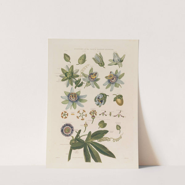 Anatomy of the blue passion flower (1799–1810) by Robert John Thornton