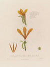 Anatomy of the Canna Glauca, or Yellow Indian Reed (1799–1810)