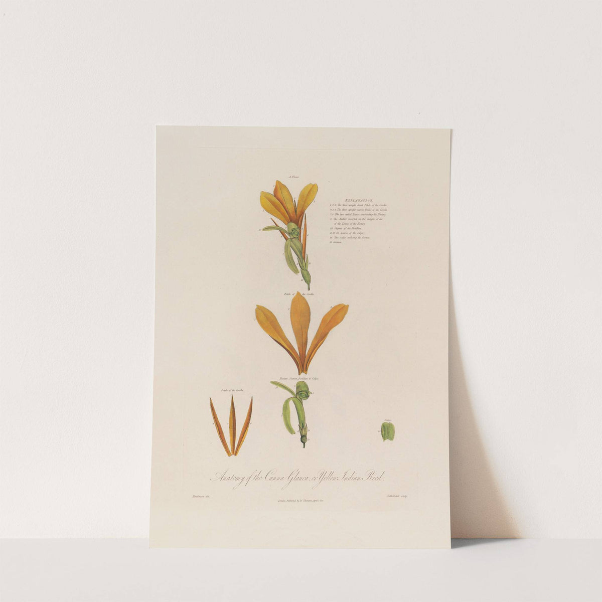 Anatomy of the Canna Glauca, or Yellow Indian Reed (1799–1810) by Robert John Thornton