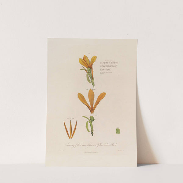 Anatomy of the Canna Glauca, or Yellow Indian Reed (1799–1810) by Robert John Thornton