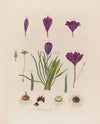 Anatomy of the Crocus (1799–1810)