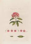 Anatomy of the Kalmia (1799–1810)