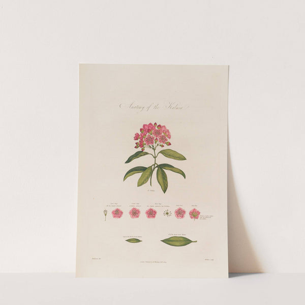 Anatomy of the Kalmia (1799–1810) by Robert John Thornton