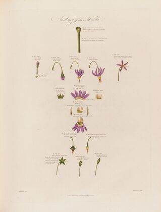 Anatomy of the Meadia (1799–1810)