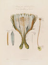 Anatomy of the Night-blowing Cereus;or Cactus Grandiflora of Linnaeus (1799–1810)
