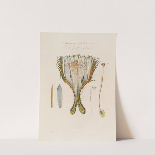 Anatomy of the Night-blowing Cereus;or Cactus Grandiflora of Linnaeus (1799–1810) by Robert John Thornton