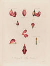 Anatomy of the Nodding Renealmia (1799–1810)
