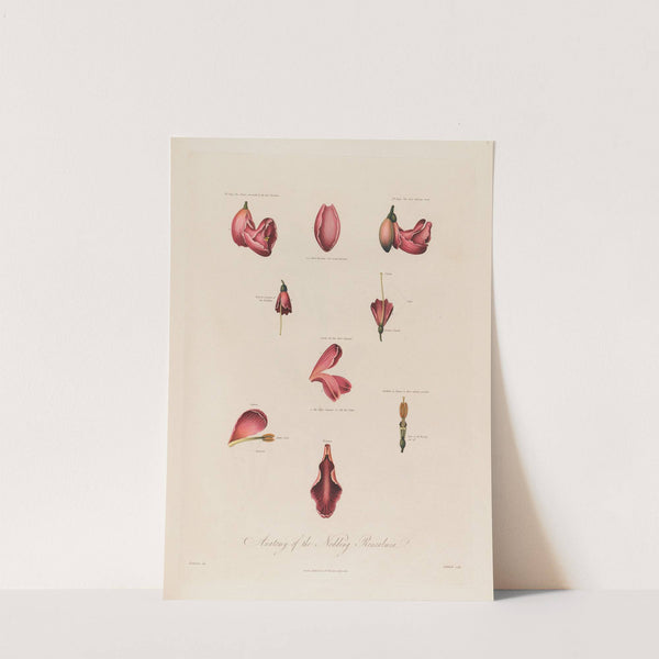 Anatomy of the Nodding Renealmia (1799–1810) by Robert John Thornton