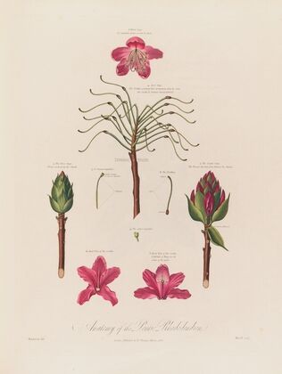 Anatomy of the Pontic Rhododendron (1799–1810)