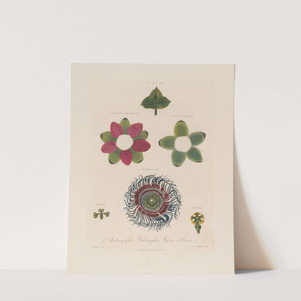 Anatomy of the Quadrangular Passion Flower (1799–1810) by Robert John Thornton