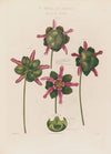 Anatomy of the Sarracenia or Pitcher Plant (1799–1810)
