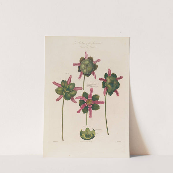 Anatomy of the Sarracenia or Pitcher Plant (1799–1810) by Robert John Thornton