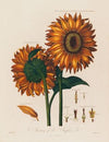 Anatomy of the Sunflower (1799–1810)