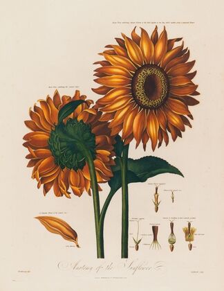 Anatomy of the Sunflower (1799–1810)