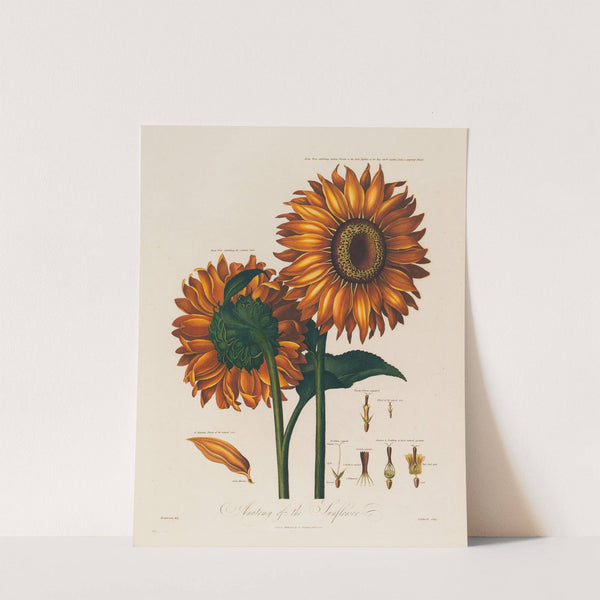 Anatomy of the Sunflower (1799–1810) by Robert John Thornton