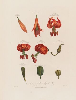 Anatomy of the Superb Lily (1799–1810)