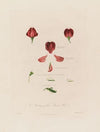 Anatomy of the Sweet Pea (1799–1810)