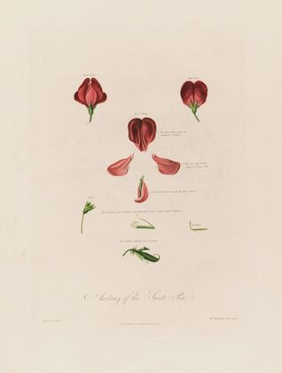 Anatomy of the Sweet Pea (1799–1810)